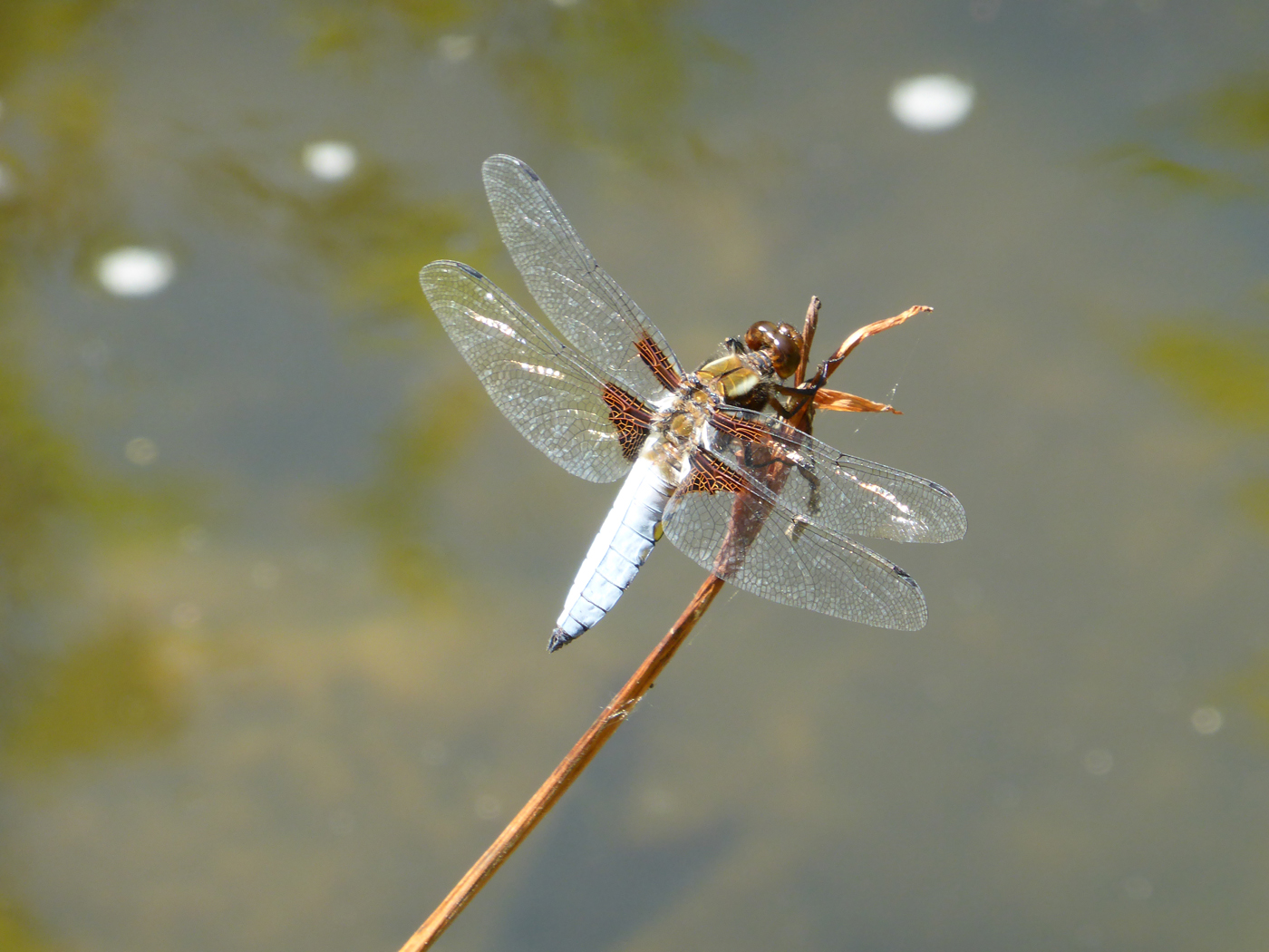  Dragonfly 